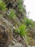 Doryanthes palmeri-1.jpg